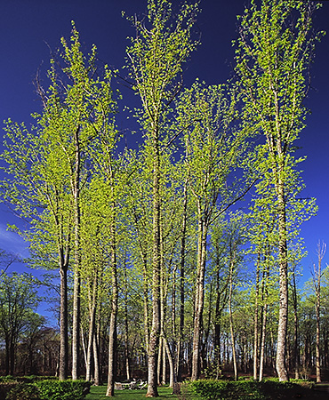 Grove of Tulip Poplars in Spring, Albemarle County, VA